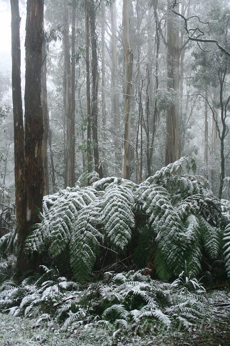 Snow on tree ferns, Sassafras IMG_7614.JPG